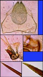   Apis koschevnikovi  female terminalia, photo: A.H. Smith-Pardo 
